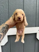 Longhair cream Male, a male Miniature Dachshund for sale in Thomaston, GA – 1 of 8