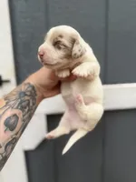 Longhaired Miniature chocolate dapple piebald (1), a male Miniature Dachshund for sale in Thomaston, GA – 5 of 6