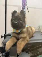Dark sable longcoat Male 1, a female German Shepherd Dog for sale in Thomaston, GA – 3 of 4