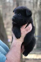 Solid Black Longcoat Male, a male German Shepherd Dog for sale in Thomaston, GA – 2 of 5
