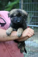 Dark sable female longcoat , a female German Shepherd Dog for sale in Thomaston, GA – 1 of 5