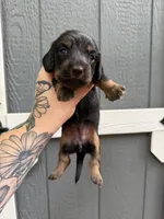 Longhair Black/tan female, a female Miniature Dachshund for sale in Thomaston, GA – 2 of 7