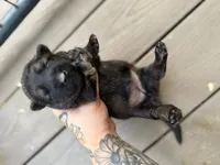 Longhaired Black sable (female), a female German Shepherd Dog for sale in Thomaston, GA – 4 of 5