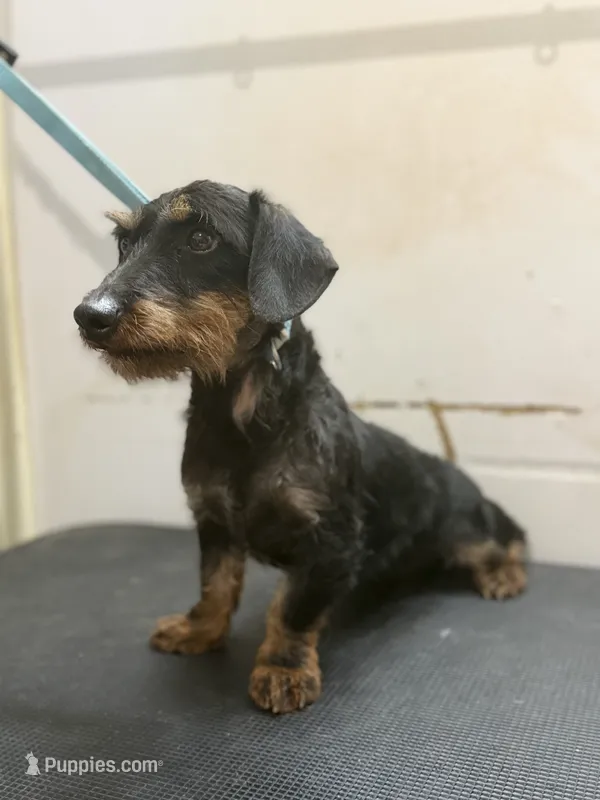 Wirehair Miniature Dachshund – Miniature Dachshund puppy for sale in Thomaston, GA