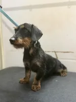 Wirehair Miniature Dachshund, a male Miniature Dachshund for sale in Thomaston, GA – 1 of 4