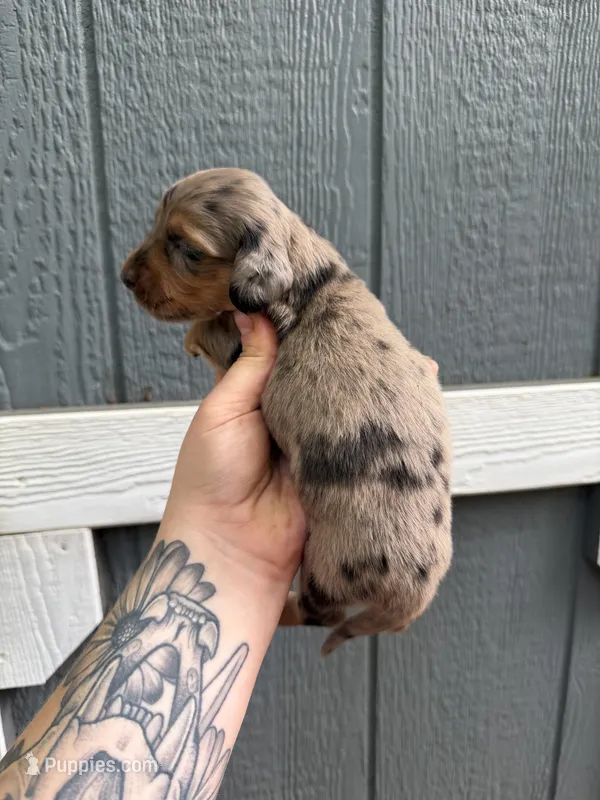 Longhair Dapple male (1) – Miniature Dachshund puppy for sale in Thomaston, GA
