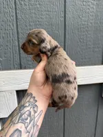 Longhair Dapple male (1), a male Miniature Dachshund for sale in Thomaston, GA – 1 of 7