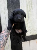 Orange - Solid black longcoat, a male German Shepherd Dog for sale in Barnesville, GA – Photo 3 of 6