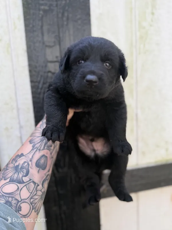 Orange - Solid black longcoat – German Shepherd Dog puppy for sale in Barnesville, GA