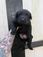 Orange - Solid black longcoat, a male German Shepherd Dog for sale in Barnesville, GA – Photo 1 of 6