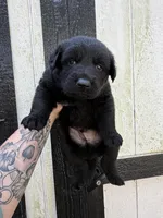 Orange - Solid black longcoat, a male German Shepherd Dog for sale in Barnesville, GA – Photo 4 of 6