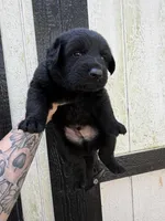 Orange - Solid black longcoat, a male German Shepherd Dog for sale in Barnesville, GA – Photo 2 of 6