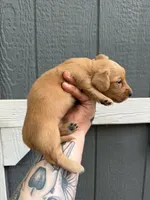 Longhair solid Cream Female, a female Miniature Dachshund for sale in Thomaston, GA – 7 of 7