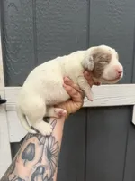 Longhaired Miniature chocolate dapple piebald (2), a male Miniature Dachshund for sale in Thomaston, GA – 5 of 6