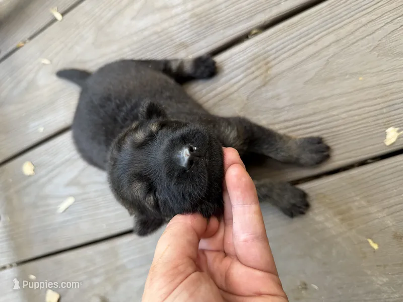 Longhaired Black sable (female) – German Shepherd Dog puppy for sale in Thomaston, GA