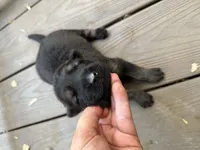 Longhaired Black sable (female), a female German Shepherd Dog for sale in Thomaston, GA – 1 of 5