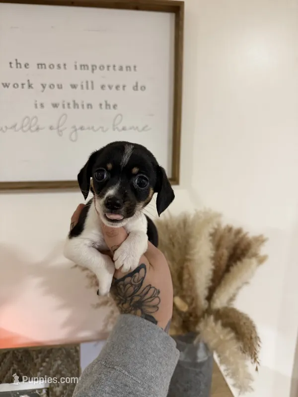 Piebald Chiweenie – Chihuahua, Miniature Dachshund puppy for sale in Thomaston, GA