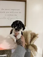 Piebald Chiweenie, a female Chihuahua and Miniature Dachshund for sale in Thomaston, GA – 1 of 4
