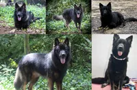 Solid Black Longcoat Male, a male German Shepherd Dog for sale in Thomaston, GA – 3 of 5