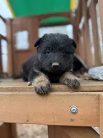 Bicolor Longcoat female, a female German Shepherd Dog for sale in Thomaston, GA – 4 of 5
