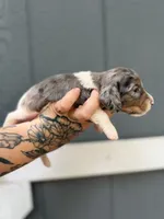 Longhaired Dapple pie (male 3), a male Miniature Dachshund for sale in Thomaston, GA – 5 of 7