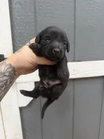 Longhaired Miniature (solid black) 1, a male Miniature Dachshund for sale in Thomaston, GA – 4 of 7
