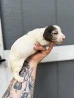 Dapple Piebald LH , a female Miniature Dachshund for sale in Thomaston, GA – 3 of 6
