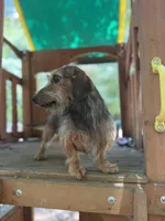 Shaded red Wirehair female, a female Miniature Dachshund for sale in Thomaston, GA – 3 of 5