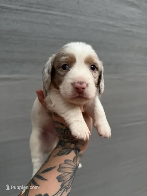 Longhaired Miniature chocolate dapple piebald (1) – Miniature Dachshund puppy for sale in Thomaston, GA