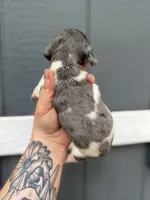 Longhaired dapple (male 1), a male Miniature Dachshund for sale in Thomaston, GA – 2 of 6