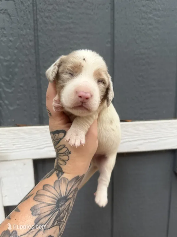 Longhaired Miniature chocolate dapple piebald (2) – Miniature Dachshund puppy for sale in Thomaston, GA
