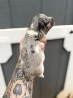Longhaired Miniature Dapple piebald , a male Miniature Dachshund for sale in Thomaston, GA – 4 of 6