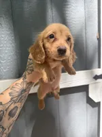 Longhaired solid Cream, a male Miniature Dachshund for sale in Thomaston, GA – 2 of 8
