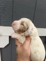 Longhaired Miniature chocolate dapple piebald (2), a male Miniature Dachshund for sale in Thomaston, GA – 4 of 6