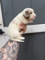 Longhaired Miniature chocolate dapple piebald (1), a male Miniature Dachshund for sale in Thomaston, GA – 4 of 6