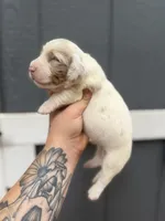 Longhaired Miniature chocolate dapple piebald (2), a male Miniature Dachshund for sale in Thomaston, GA – 2 of 6