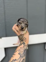 Longhaired dapple (male 1), a male Miniature Dachshund for sale in Thomaston, GA – 3 of 6