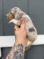 Shorthaired Dapple (male 2), a male Miniature Dachshund for sale in Thomaston, GA – 2 of 6