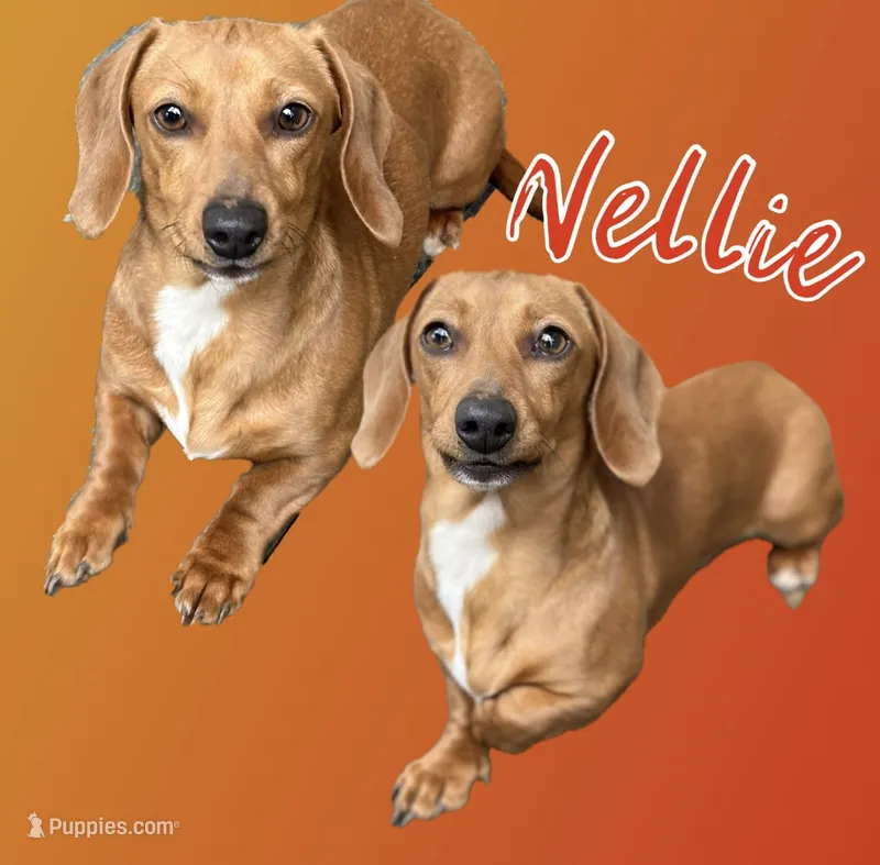 CKC Miniature Dachshund  – Miniature Dachshund puppy for sale in Thomaston, GA