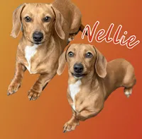 CKC Miniature Dachshund , a female Miniature Dachshund for sale in Thomaston, GA – 1 of 1