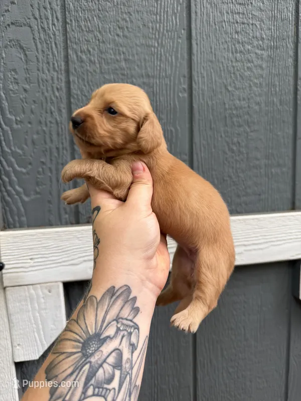 Longhair solid Cream Female – Miniature Dachshund puppy for sale in Thomaston, GA