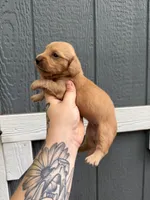 Longhair solid Cream Female, a female Miniature Dachshund for sale in Thomaston, GA – 1 of 7