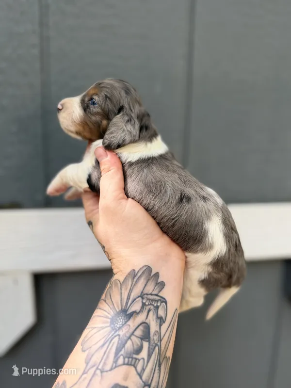 Longhaired Dapple pie (male 3) – Miniature Dachshund puppy for sale in Thomaston, GA