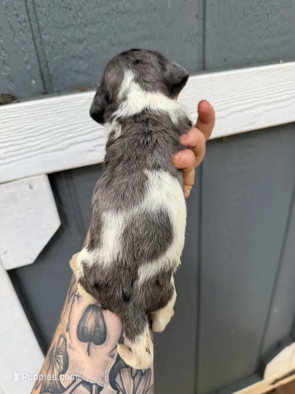 Longhaired Dapple pie (male 4) – Miniature Dachshund puppy for sale in Thomaston, GA