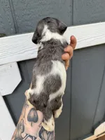 Longhaired Dapple pie (male 4), a male Miniature Dachshund for sale in Thomaston, GA – 1 of 6