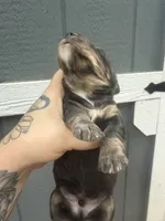 Longhaired Black/cream brindle Piebald , a male Miniature Dachshund for sale in Thomaston, GA – 2 of 7