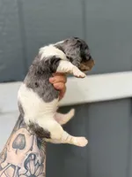 Longhaired Dapple pie (male 4), a male Miniature Dachshund for sale in Thomaston, GA – 2 of 6