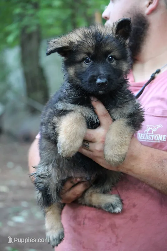Dark sable longcoat Male 2 – German Shepherd Dog puppy for sale in Thomaston, GA