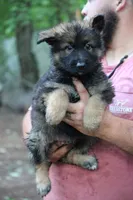 Dark sable longcoat Male 2, a female German Shepherd Dog for sale in Thomaston, GA – 1 of 3