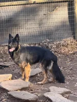 Black/red Longcoat male 3 yr, a male German Shepherd Dog for sale in Barnesville, GA – Photo 3 of 4